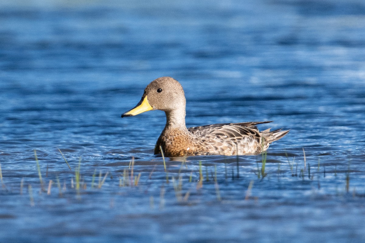 Yellow-billed Pintail - ML614092900