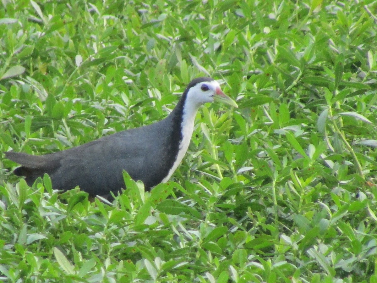 White-breasted Waterhen - ML614092926