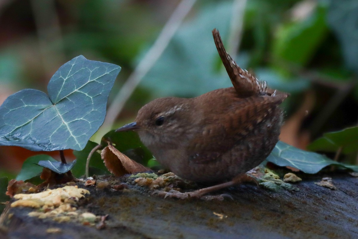 Eurasian Wren - ML614092937