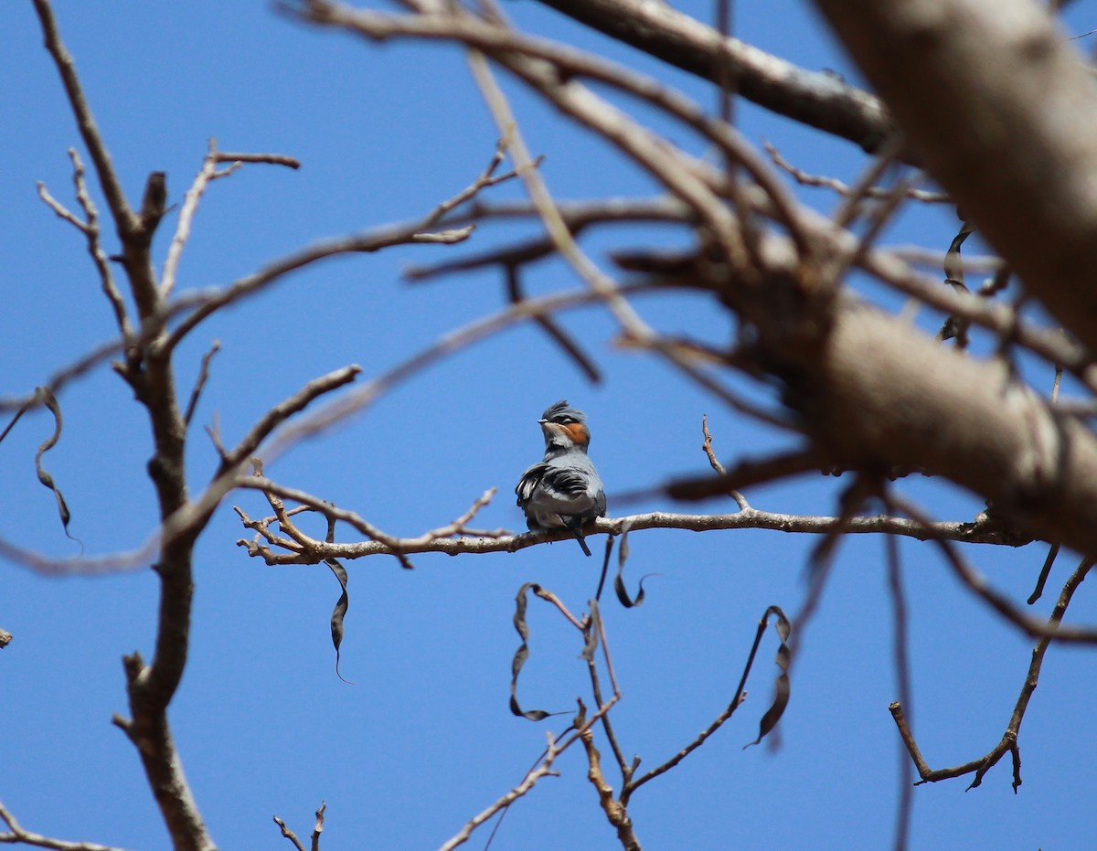 Crested Treeswift - ML614093015