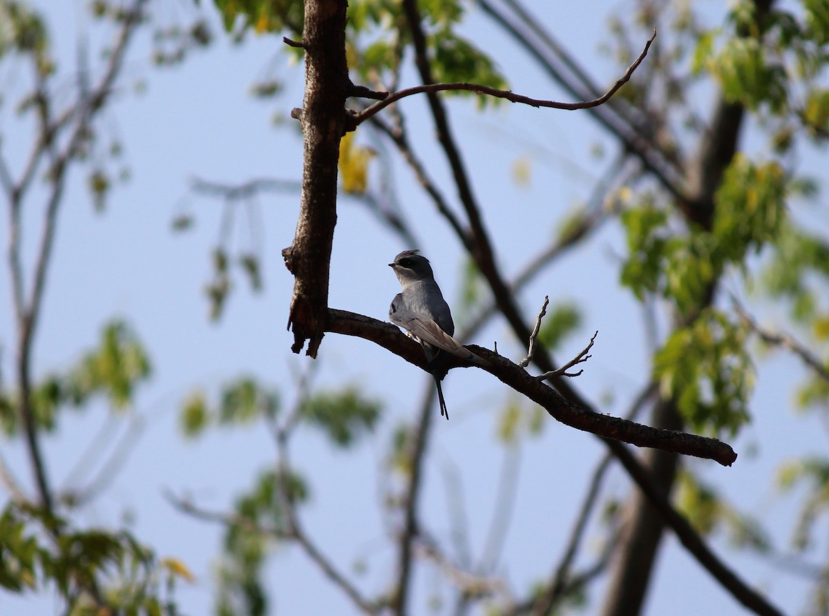 Crested Treeswift - ML614093019