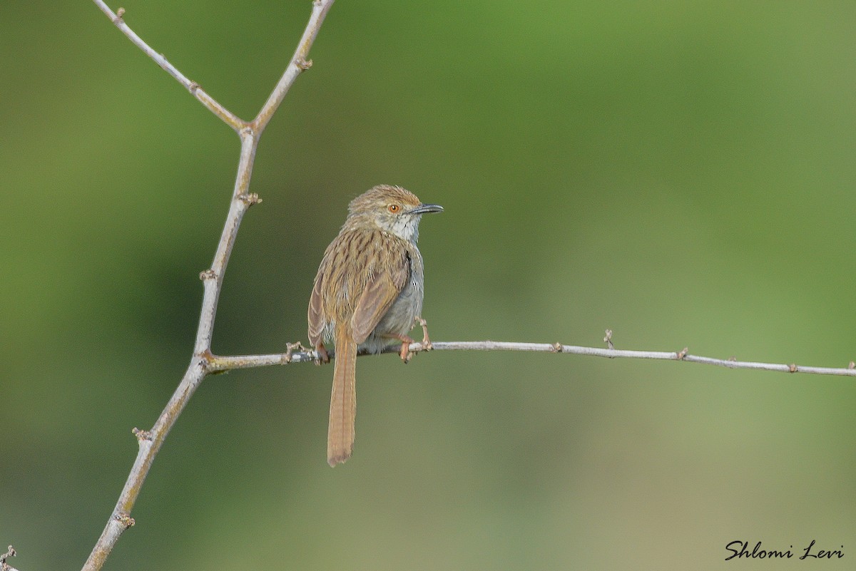 Graceful Prinia - Shlomi Levi