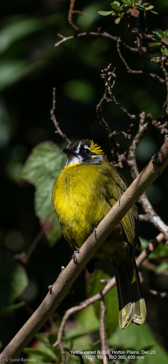 ML614093056 - Yellow-eared Bulbul - Macaulay Library