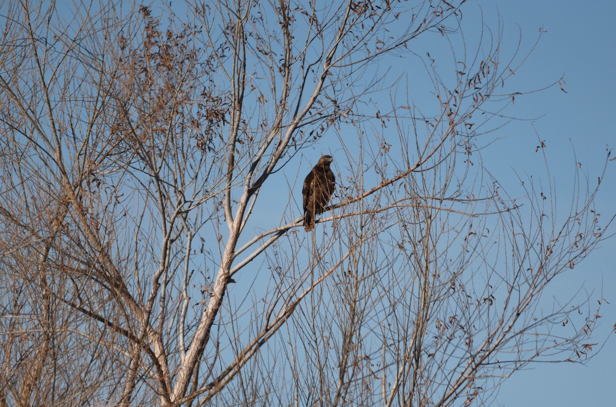 Red-tailed Hawk - ML614093061