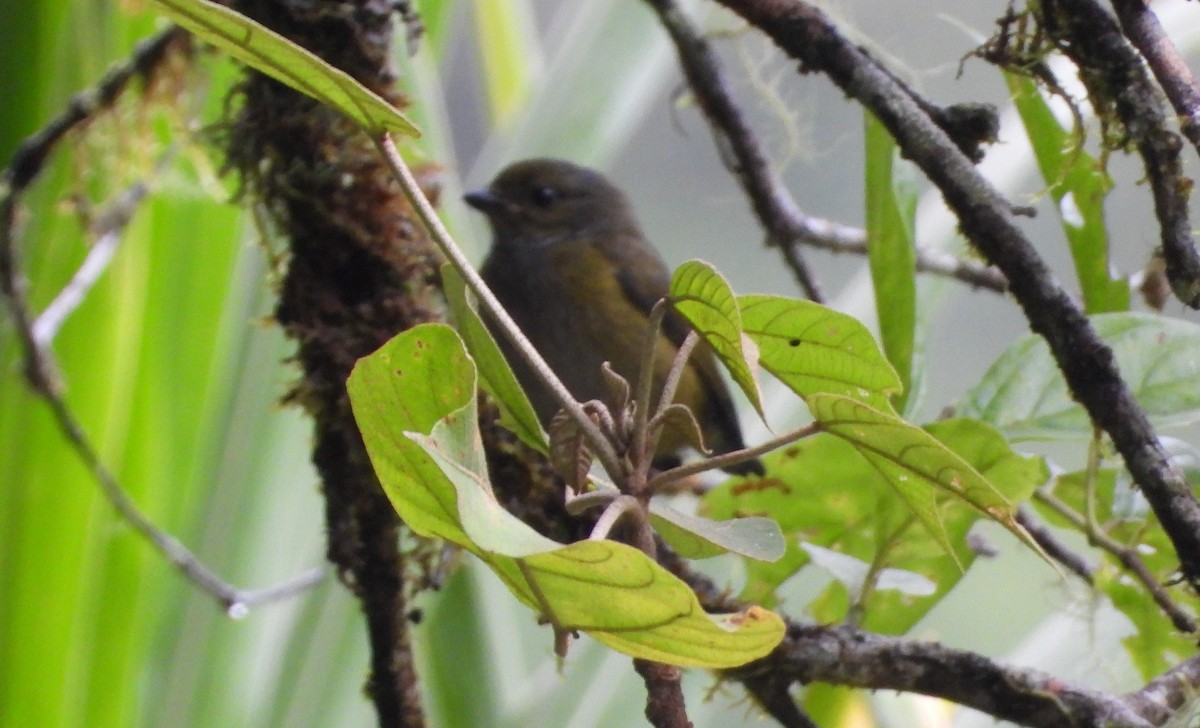 Bronze-green Euphonia - Robert Lambeck