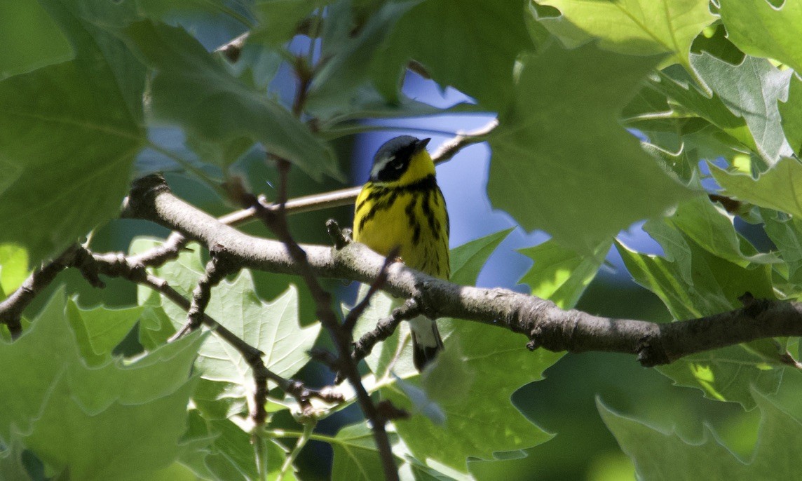 Magnolia Warbler - ML614093155