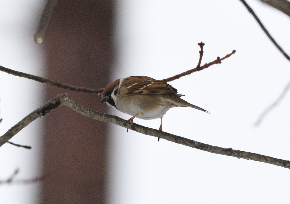 Eurasian Tree Sparrow - Daniel Lafortune