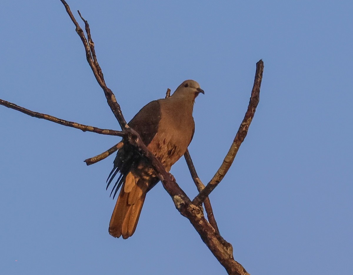 Peale's Imperial-Pigeon - Pam Rasmussen