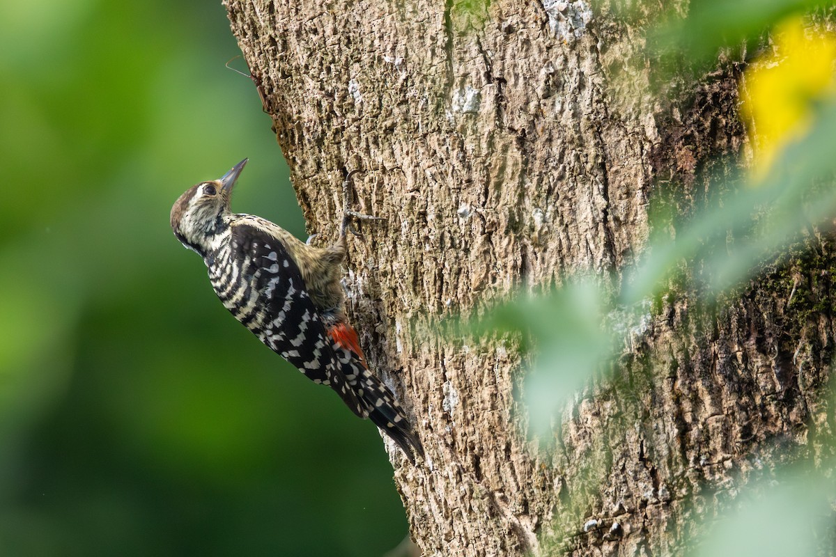 Freckle-breasted Woodpecker - Emily Tallo