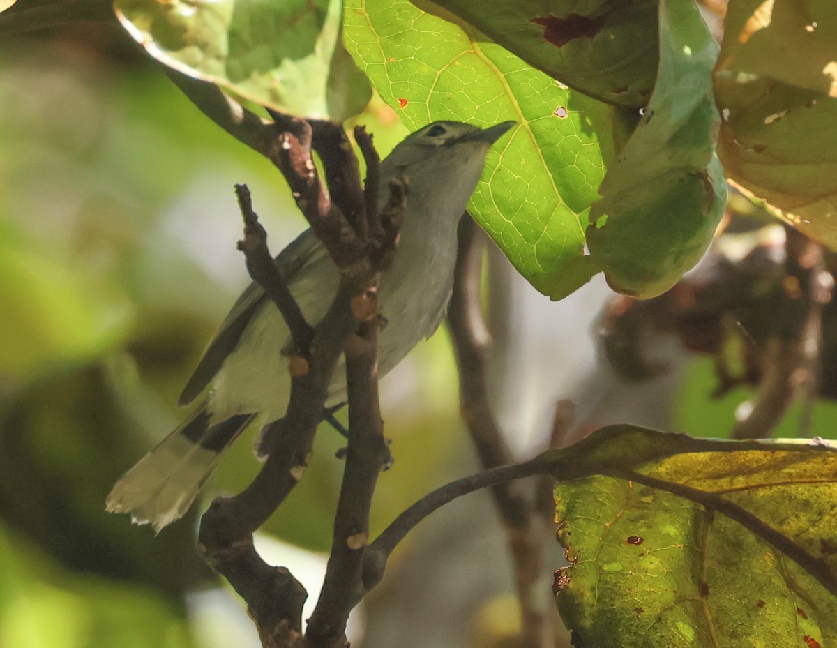 Slaty Monarch - ML614093430