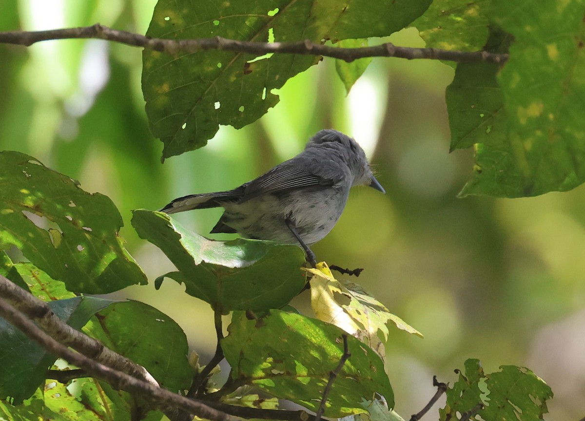 Slaty Monarch - ML614093431