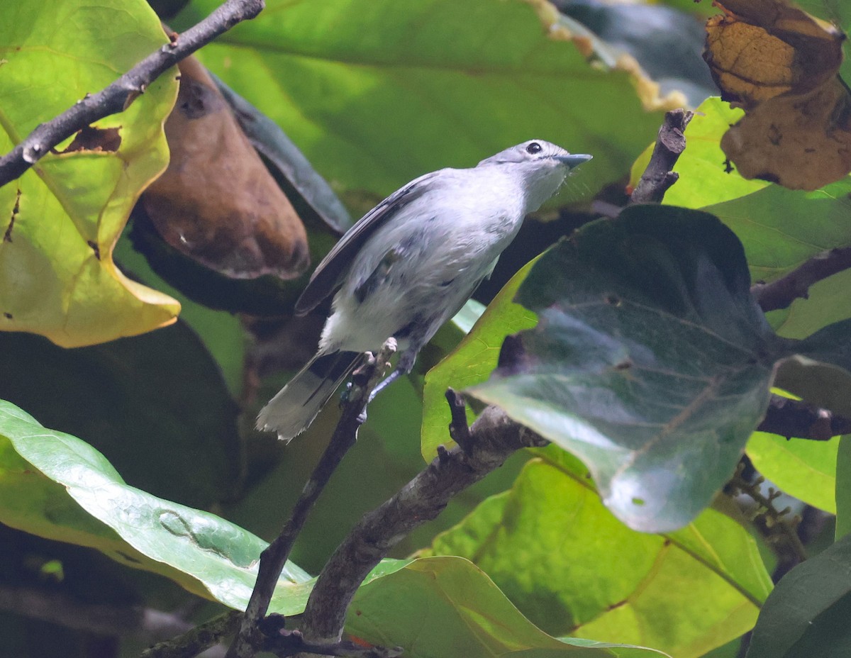 Slaty Monarch - ML614093432