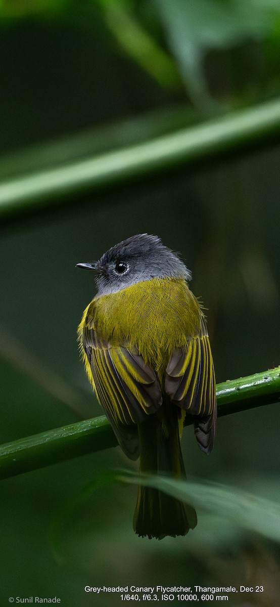 Gray-headed Canary-Flycatcher - ML614093445