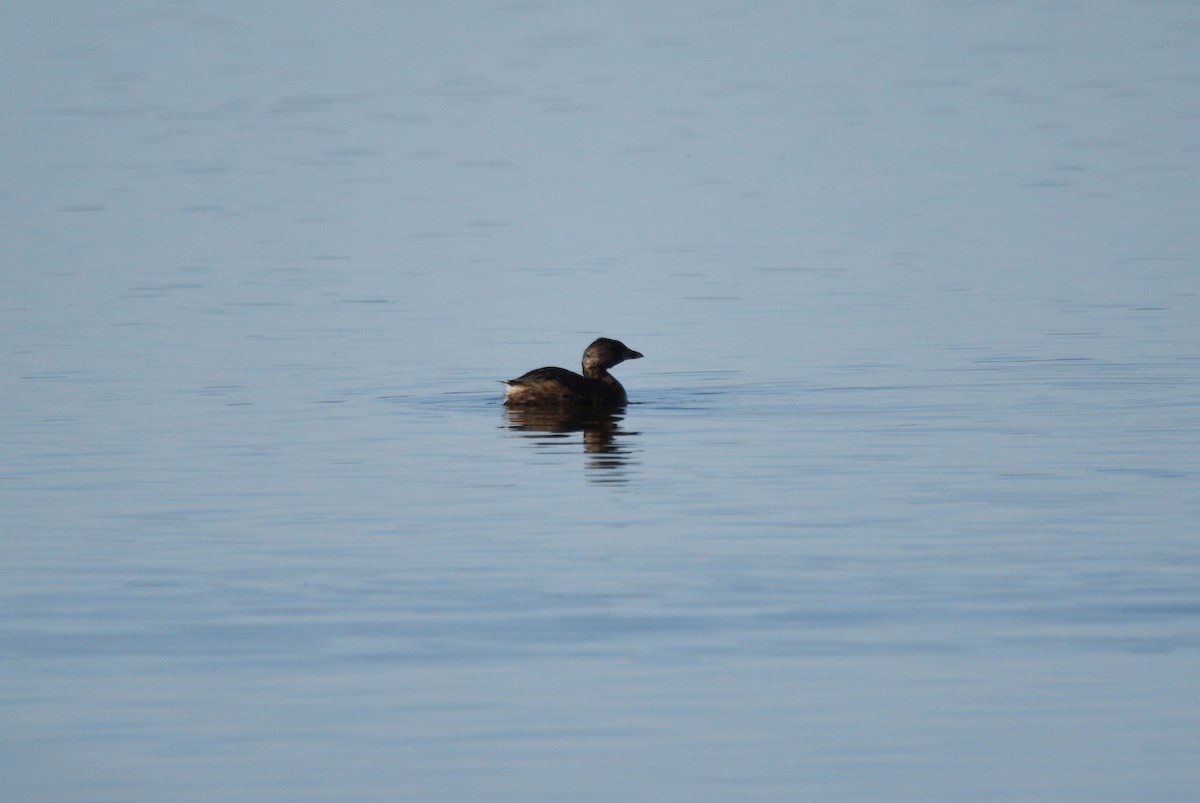 Pied-billed Grebe - Sona Conlin