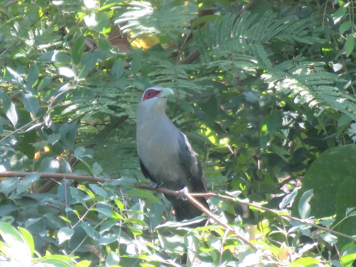 Green-billed Malkoha - ML614093489