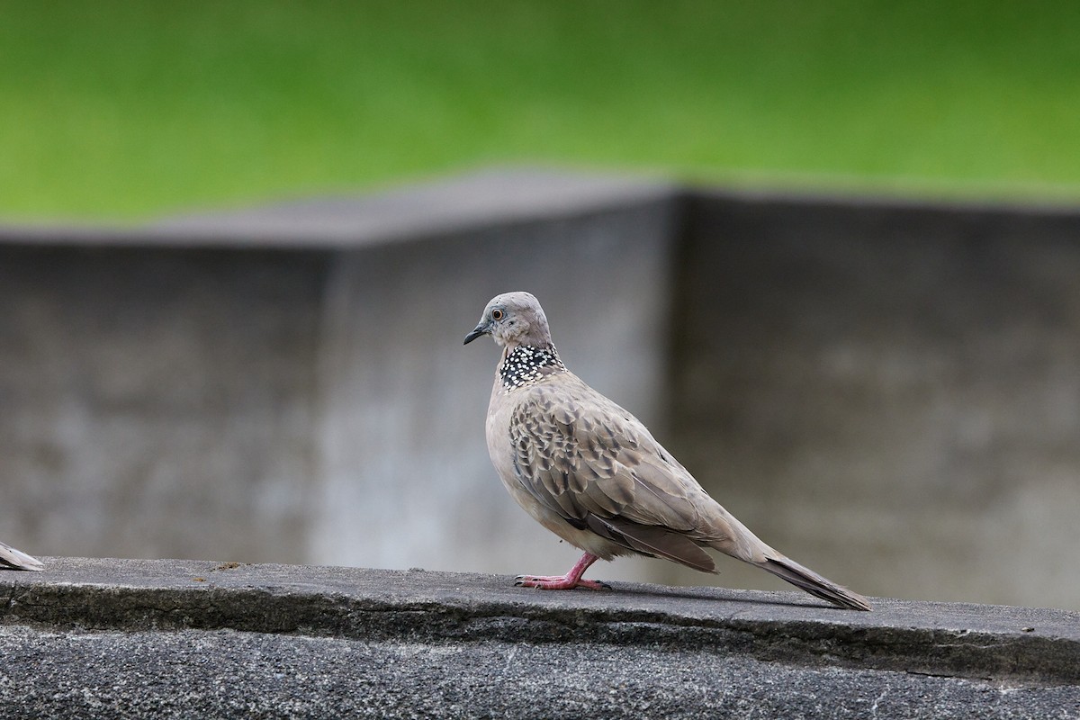 Spotted Dove - ML614093552