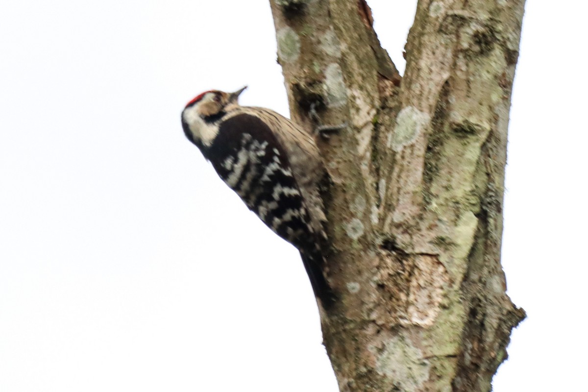 Lesser Spotted Woodpecker - ML614093561