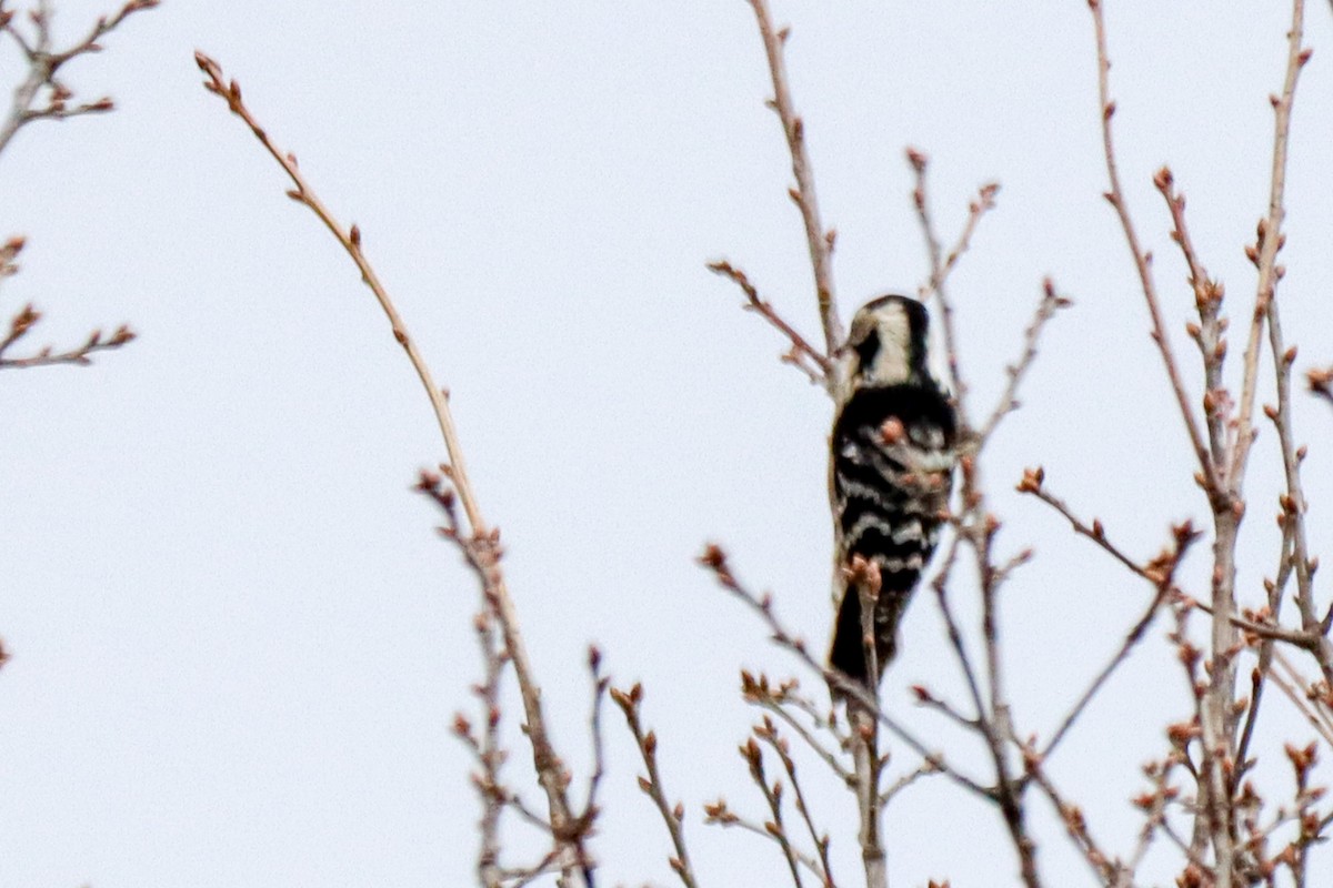 Lesser Spotted Woodpecker - ML614093569