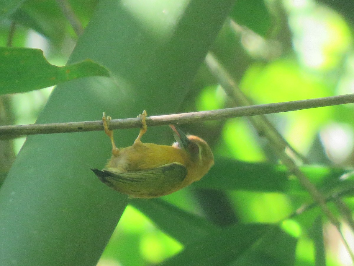 White-browed Piculet - ML614093574