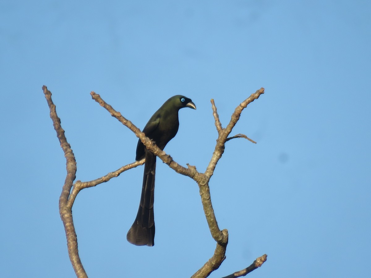 Racket-tailed Treepie - ML614093608