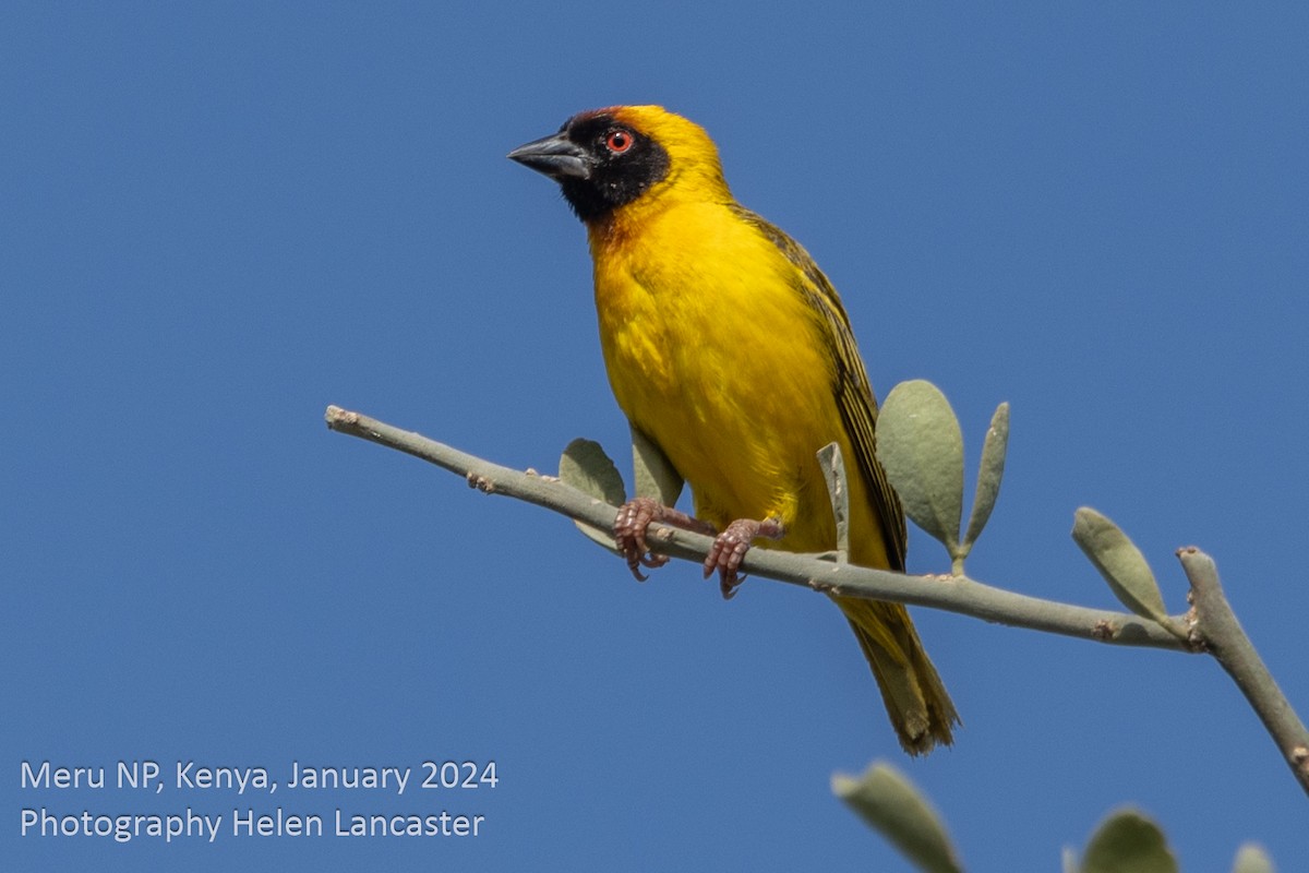 Vitelline Masked-Weaver - Helen Lancaster