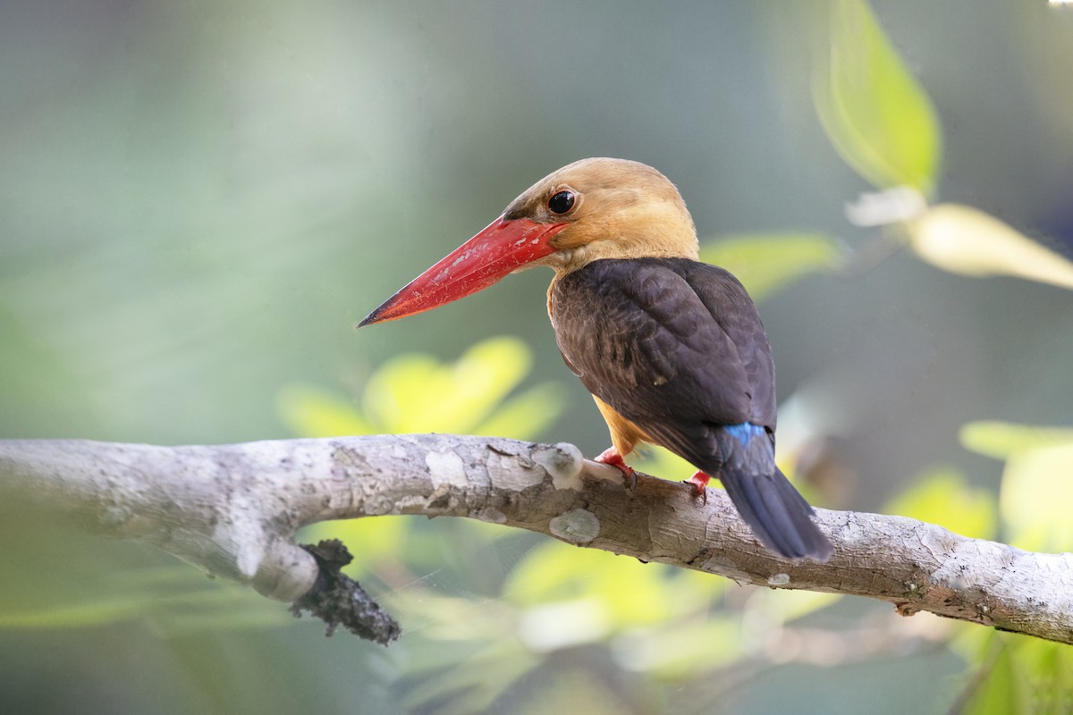 Brown-winged Kingfisher - Jan-Peter  Kelder