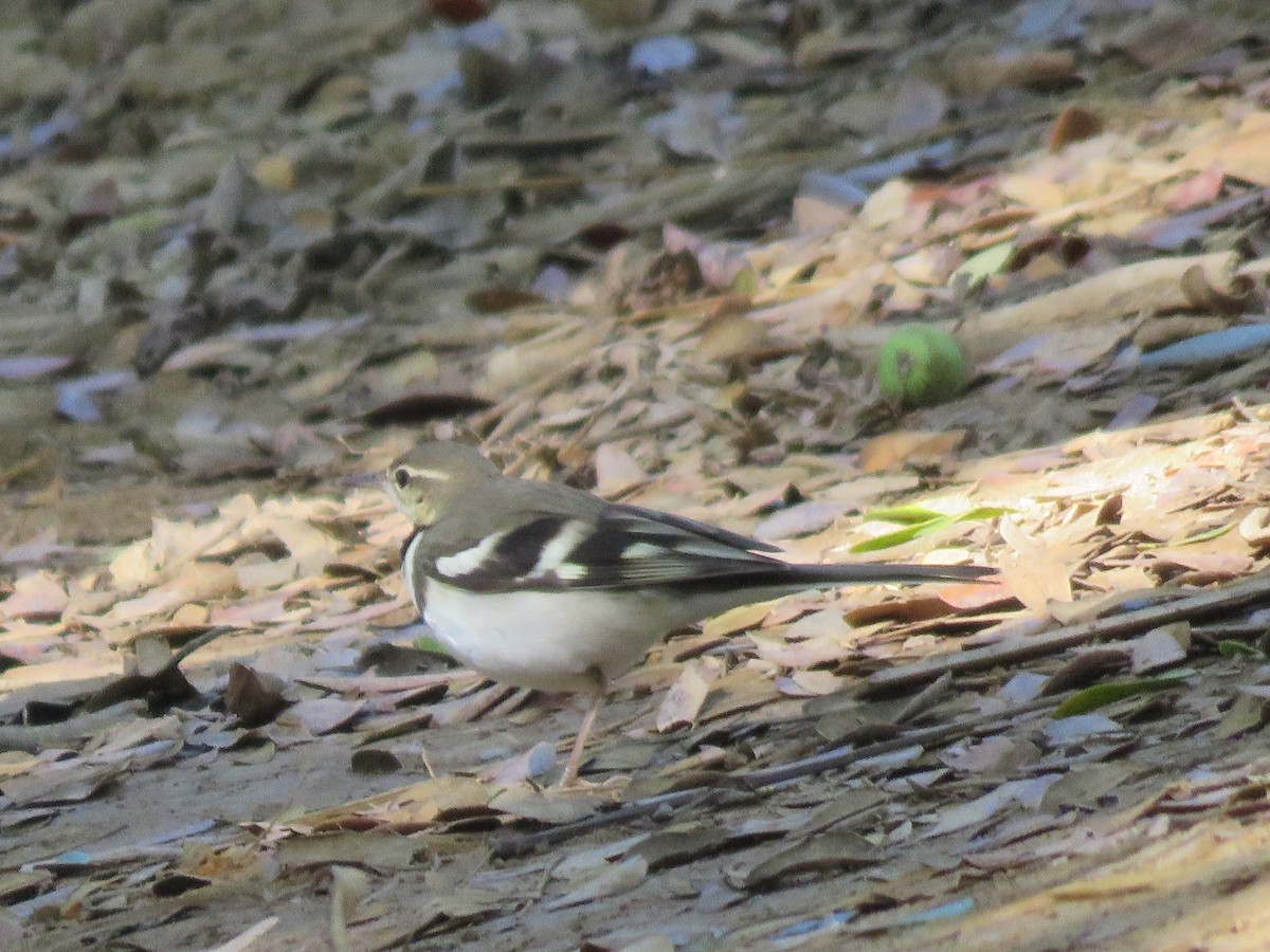 Bergeronnette de forêt - ML614093652