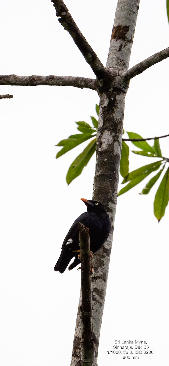 Sri Lanka Myna - ML614093683