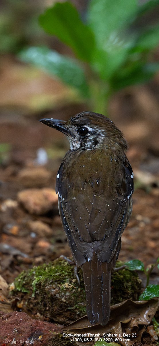 ML614093700 - Spot-winged Thrush - Macaulay Library