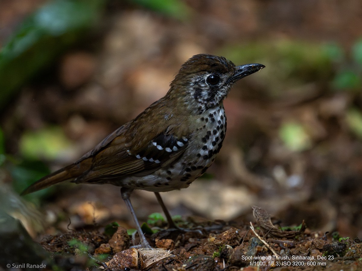 ML614093707 - Spot-winged Thrush - Macaulay Library
