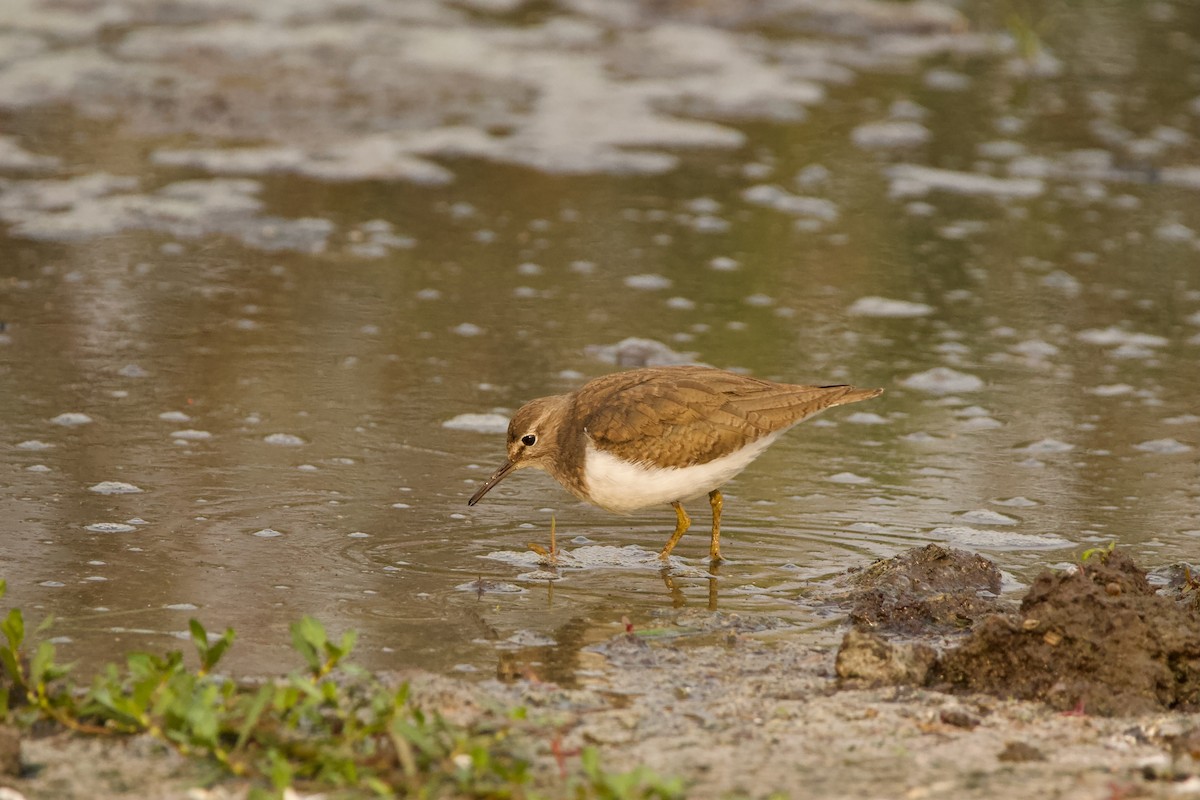 Common Sandpiper - Abhijeet  Avate