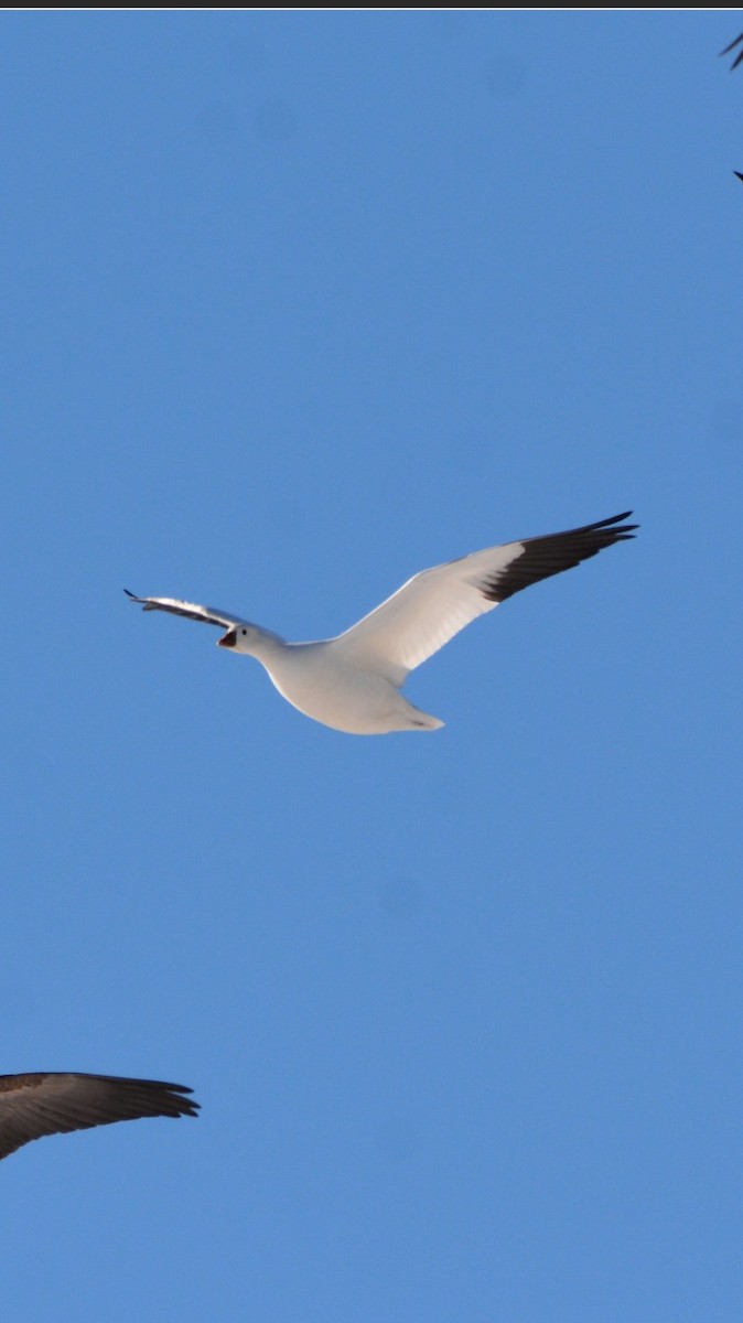 Ross's Goose - ML614093842