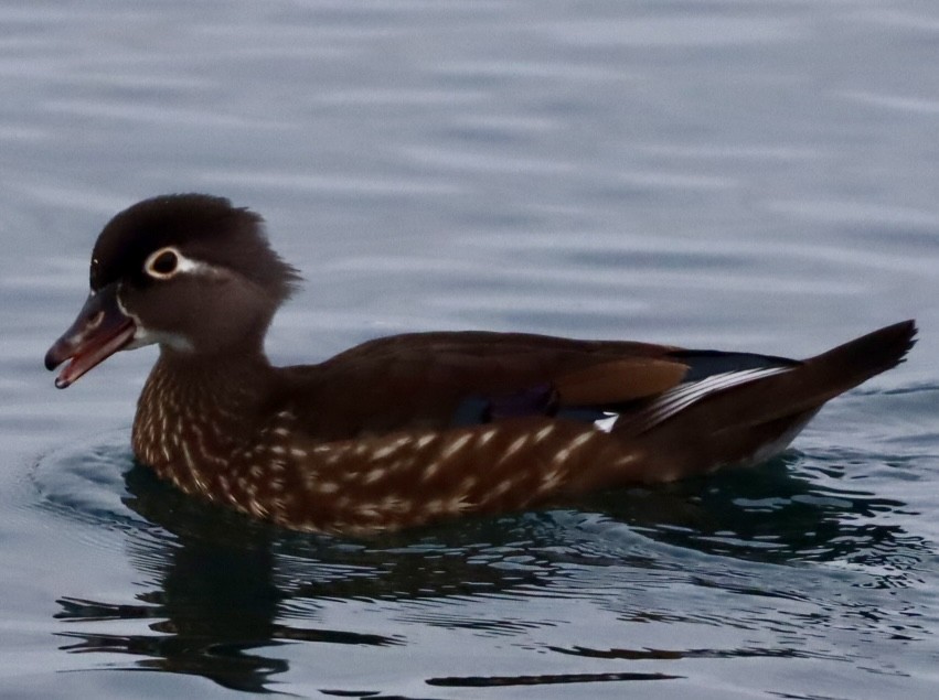 Wood Duck - ML614093866