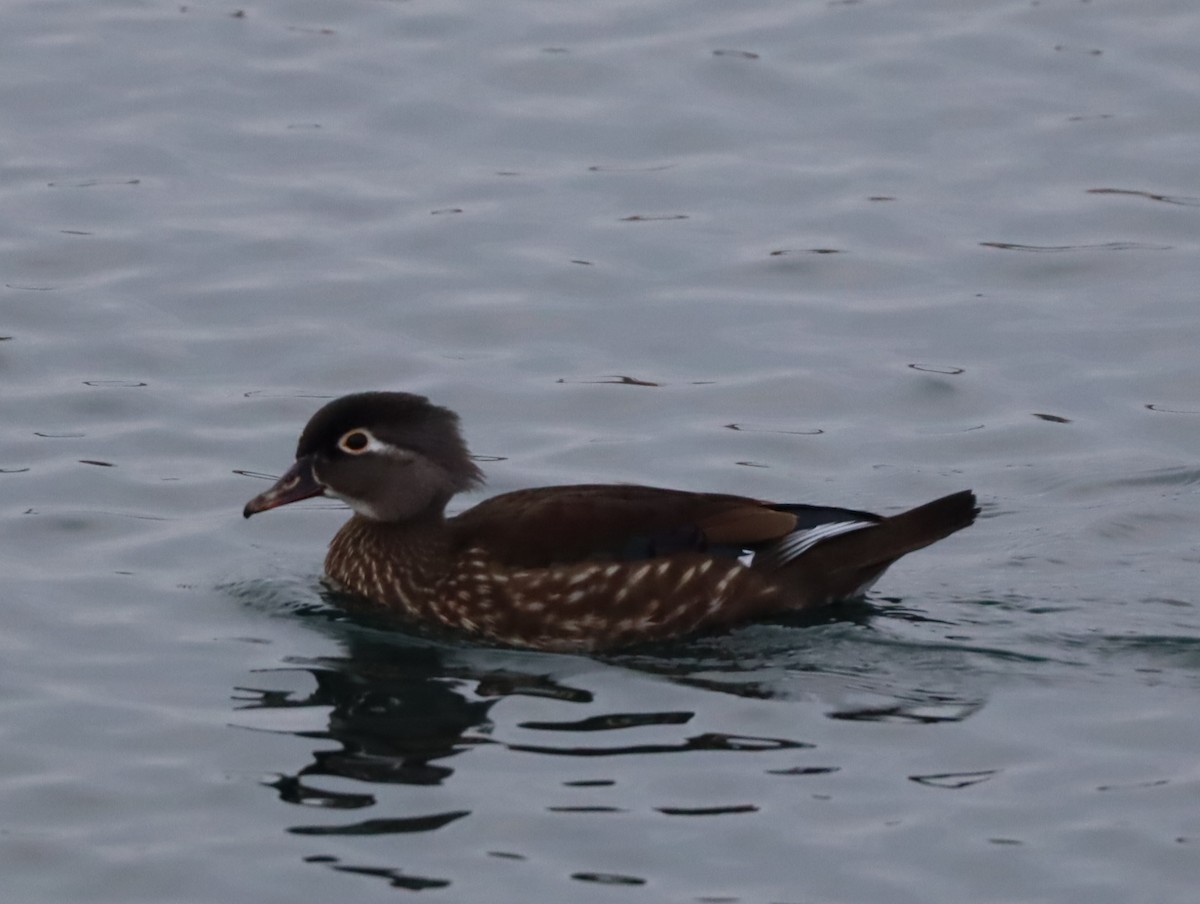 Wood Duck - ML614093867