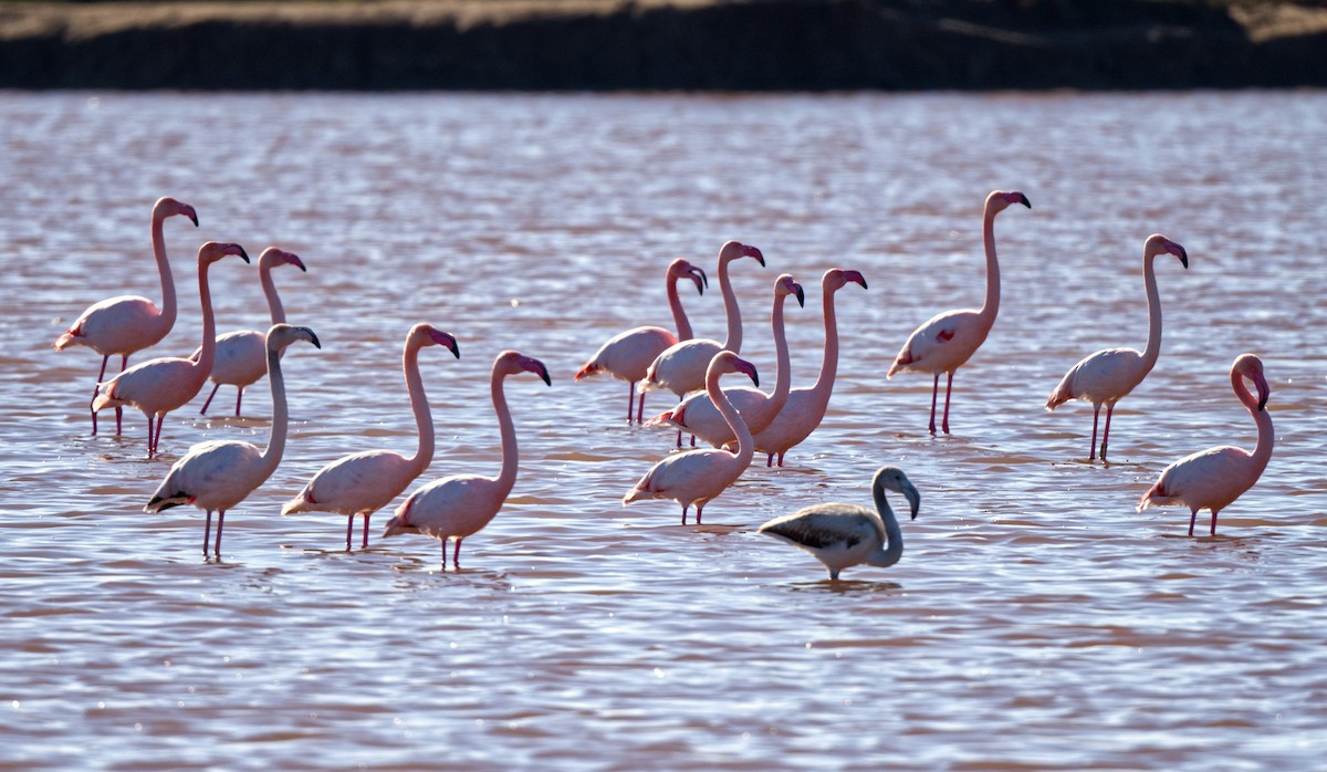 Greater Flamingo - ML614093868