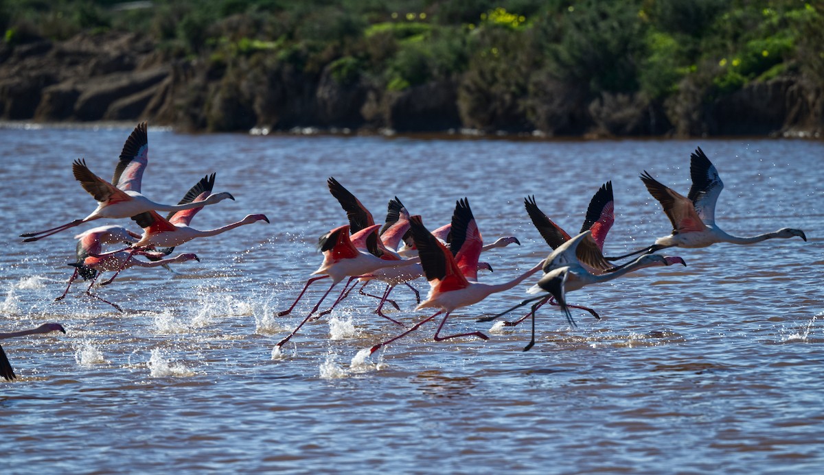 Flamingo - ML614093870