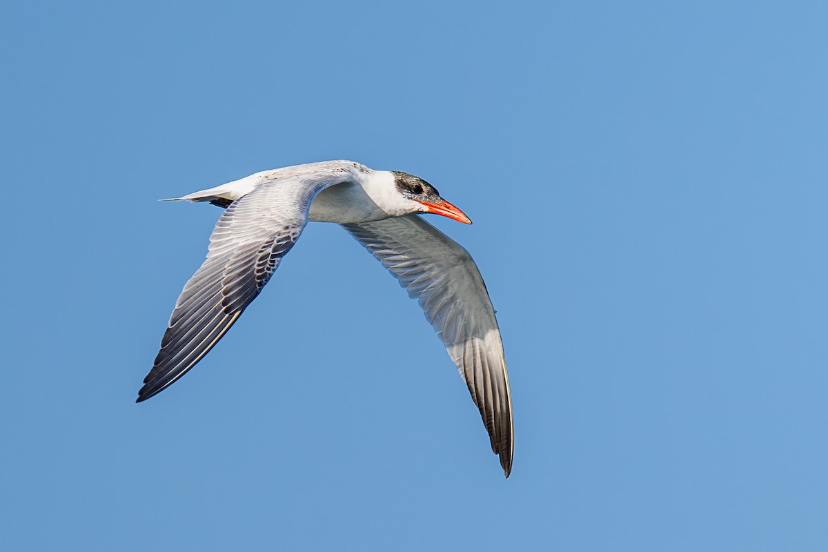 Caspian Tern - ML614093884