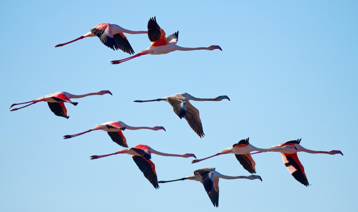 Greater Flamingo - ML614093886