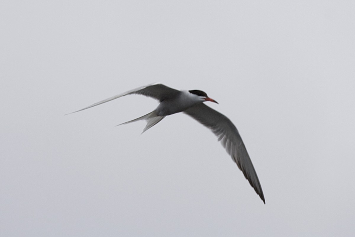 Common Tern - Jock Hughes