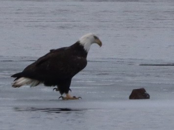 Bald Eagle - ML614093889