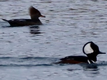 Hooded Merganser - ML614093899