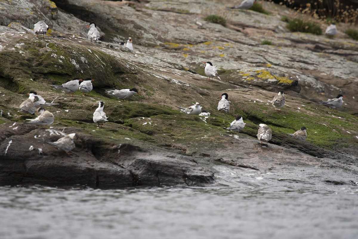 Common Tern - ML614093901