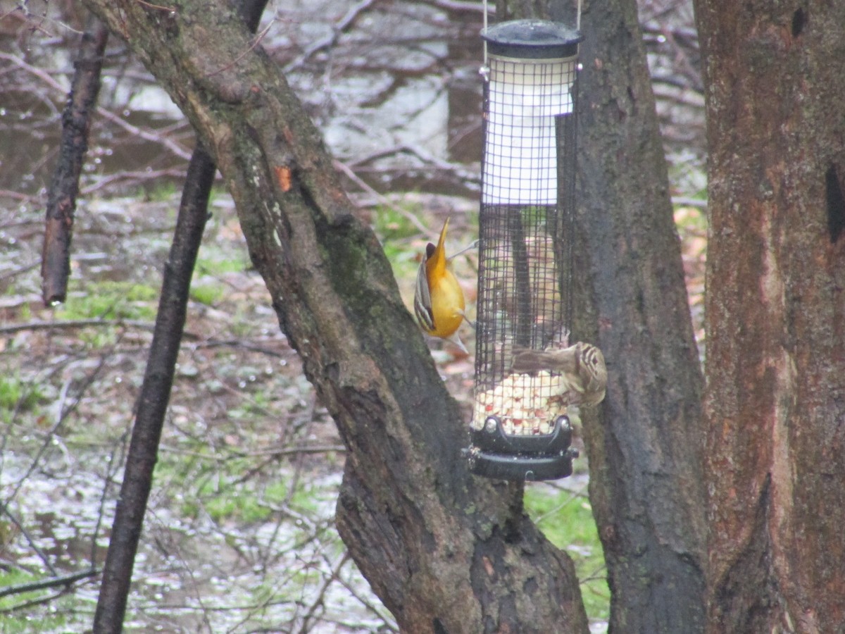 Baltimore Oriole - Tom  Brown