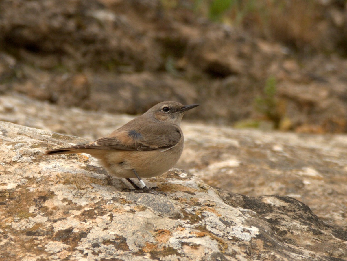 Persian Wheatear - ML614093925