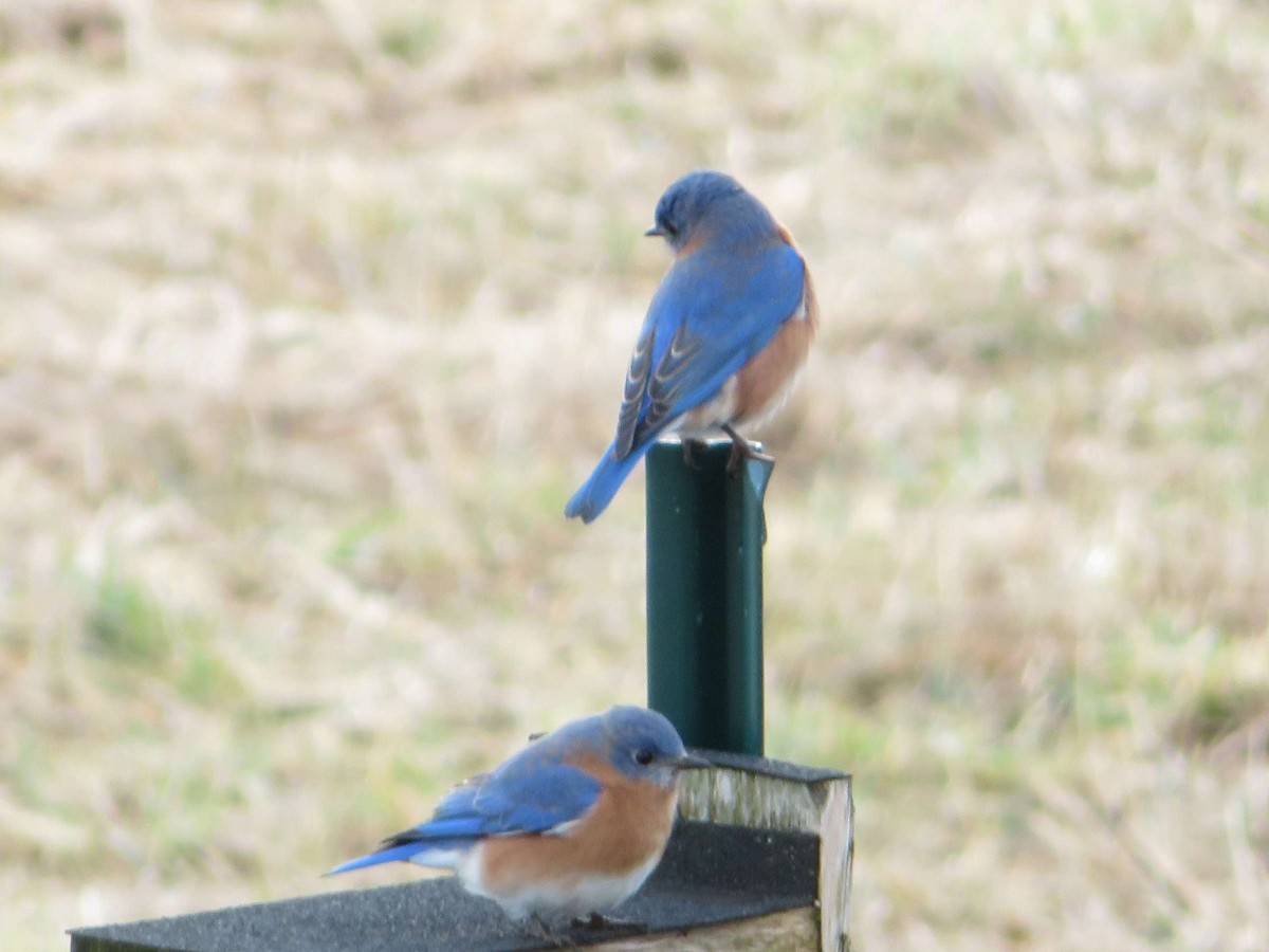 Eastern Bluebird - ML614093955