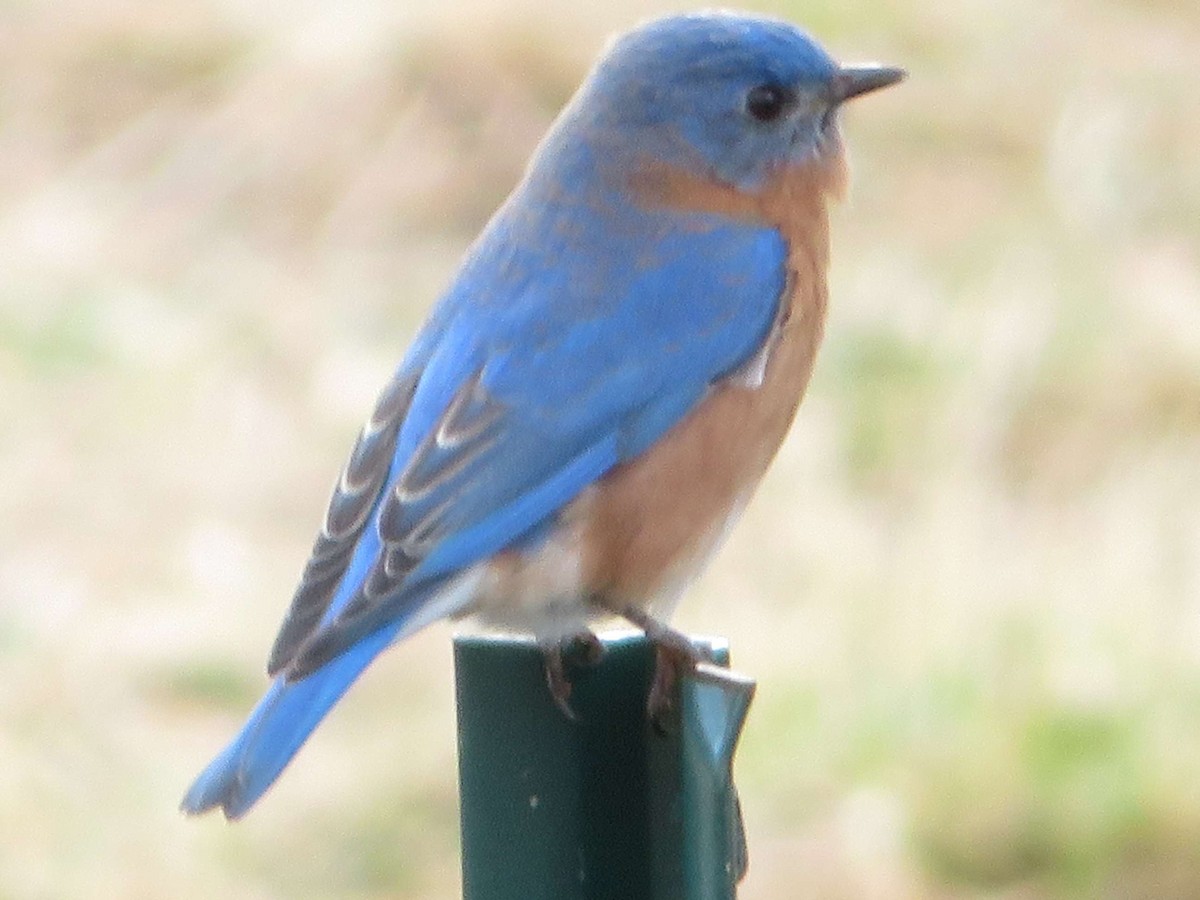 Eastern Bluebird - ML614093956