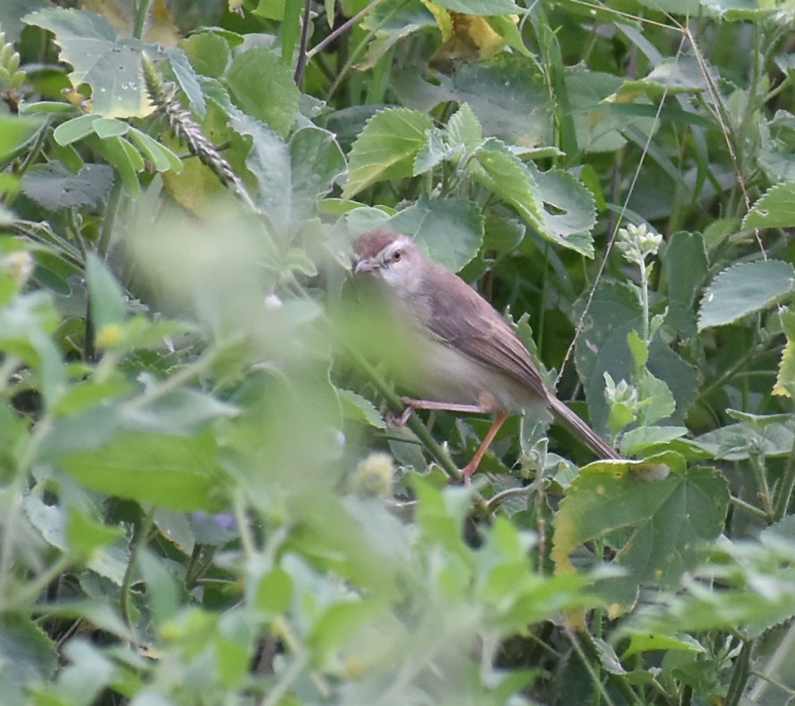 prinia sp. - ML614093970