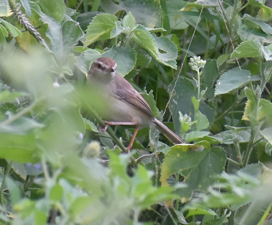 prinia sp. - ML614093971