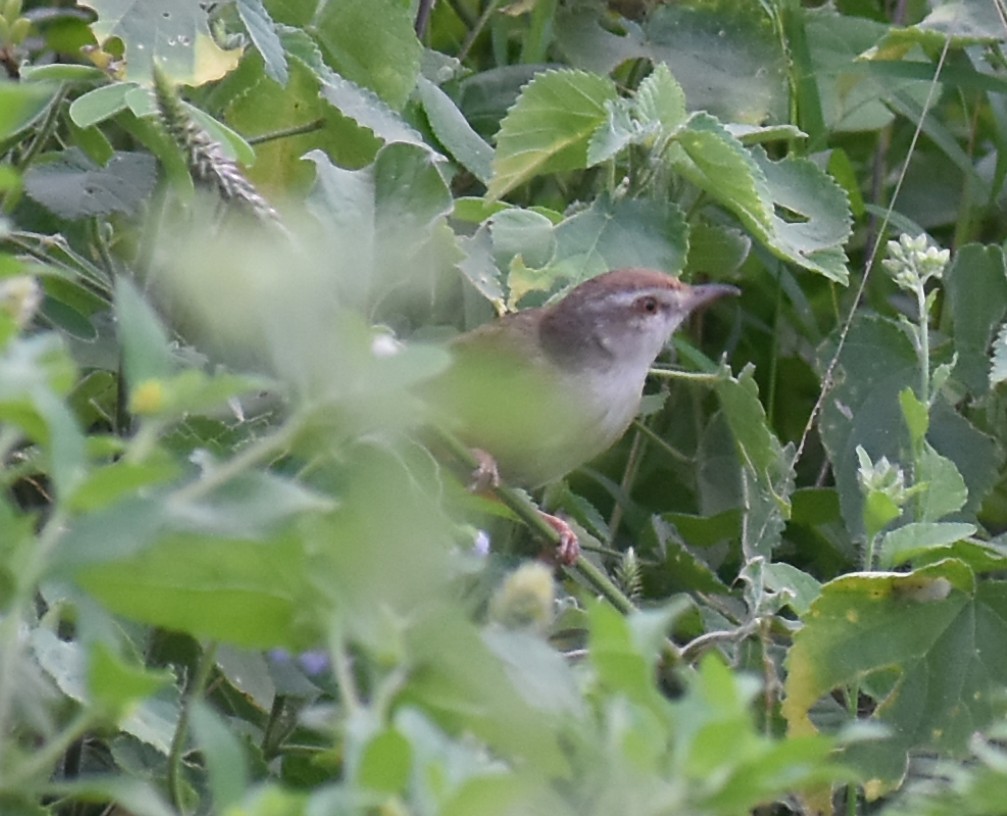 prinia sp. - Kausthubh K Nair