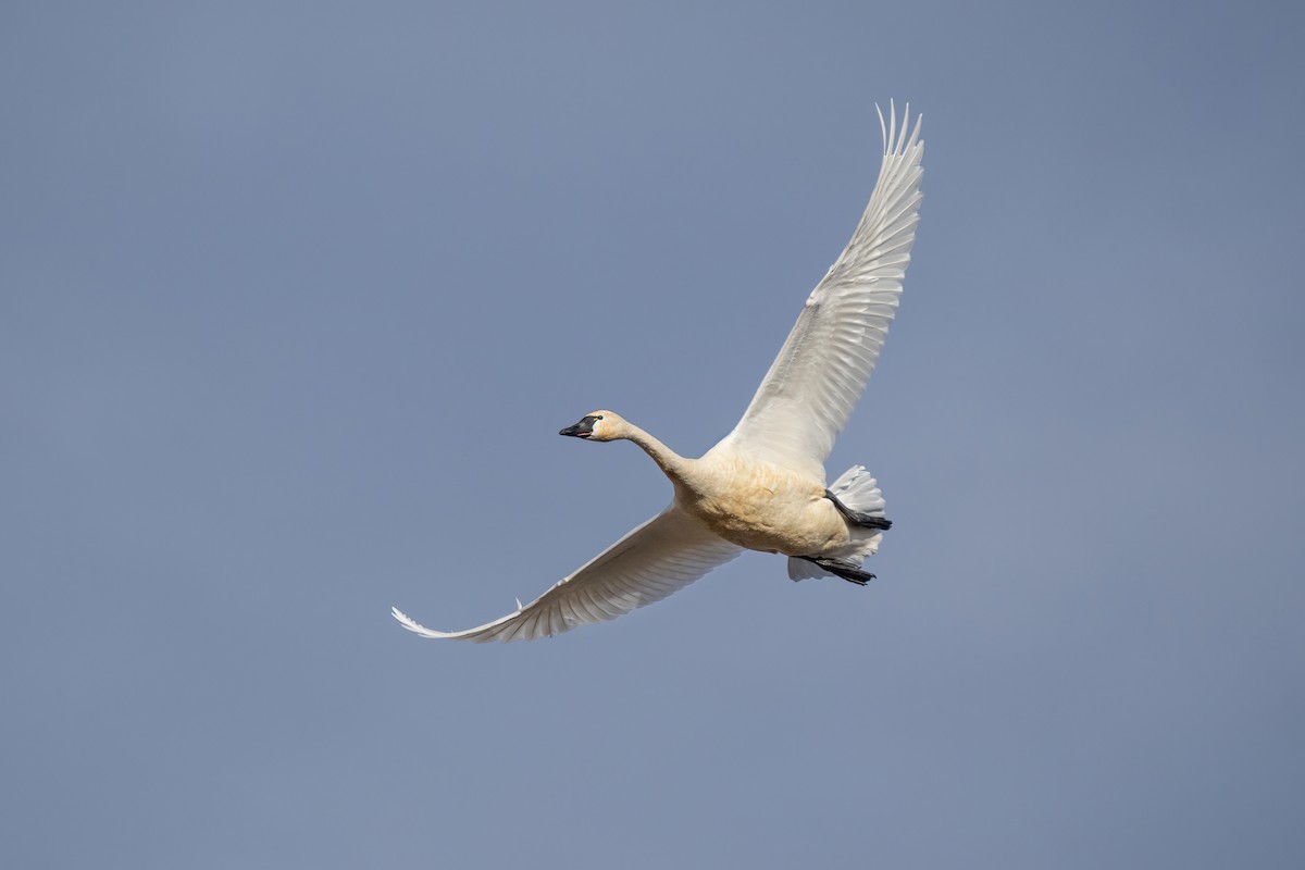 Tundra Swan - Keith Kennedy